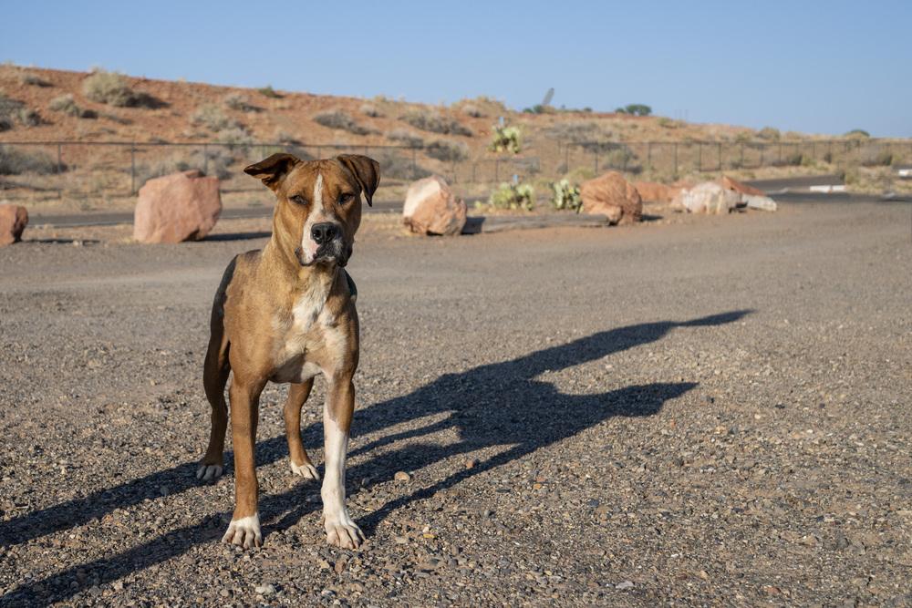 Enlarge Banjo, a Adoptable mixed breed in Page, AZ image 3/4