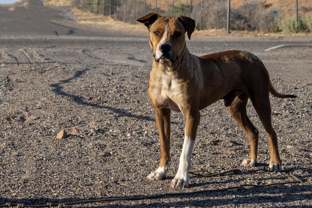 Banjo, Adoptable, Adult Male Boxer & Pit Bull Terrier.