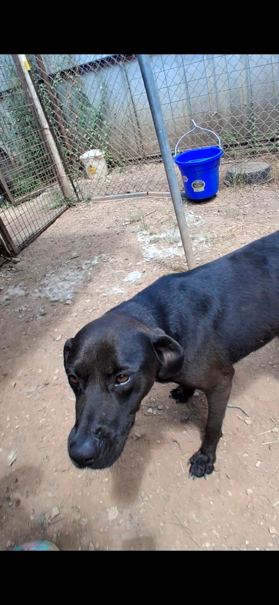 Barbie, Adoptable, Young Female Labrador Retriever.
