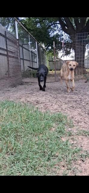 Barbie, a Adoptable mixed breed in Henrietta, TX image 3/3