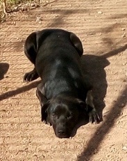 Barbie, a Adoptable mixed breed in Henrietta, TX image 2/3