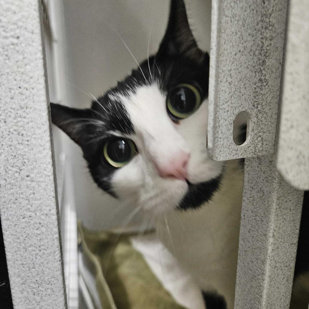 Enlarge Princess Buttercup *Coming Soon*, a Adoptable Domestic Short Hair in Dover, NH image 1/1