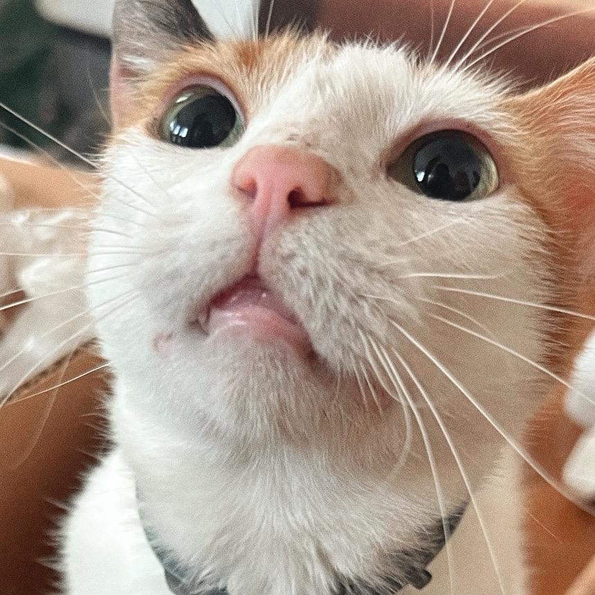 SEQUOIA, Adoptable, Adult Female Domestic Short Hair.