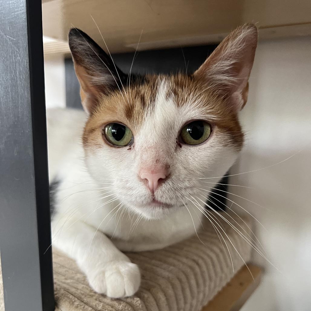 SEQUOIA, a Adoptable Domestic Short Hair in San Antonio, TX image 2/6