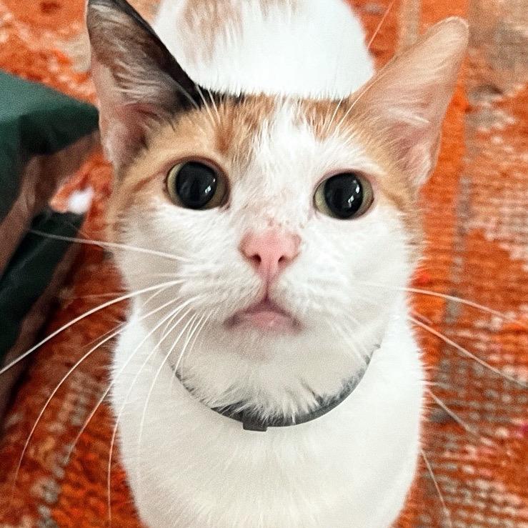 SEQUOIA, a Adoptable Domestic Short Hair in San Antonio, TX image 3/6