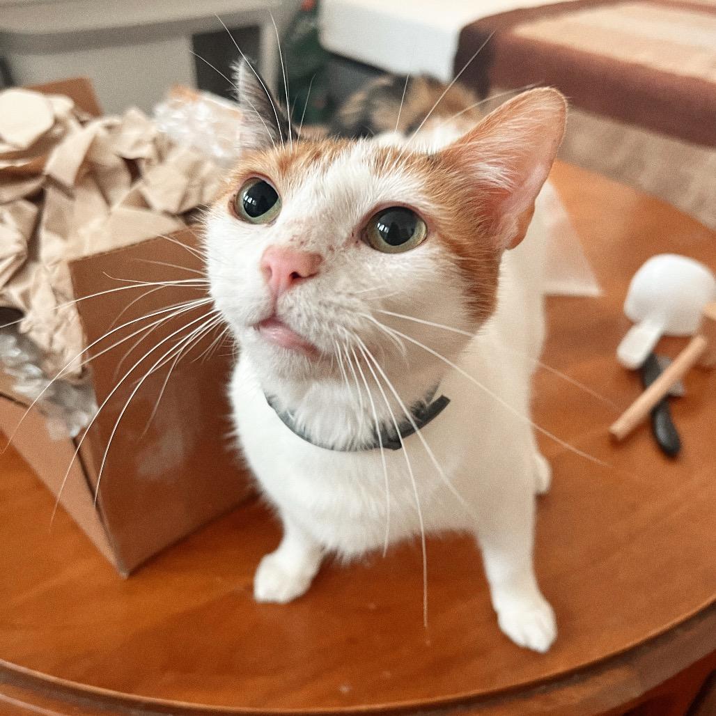 SEQUOIA, a Adoptable Domestic Short Hair in San Antonio, TX image 4/6