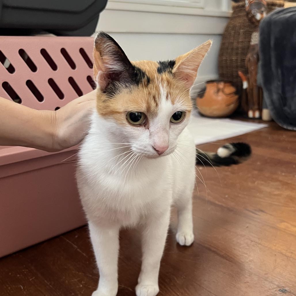 SEQUOIA, a Adoptable Domestic Short Hair in San Antonio, TX image 5/6