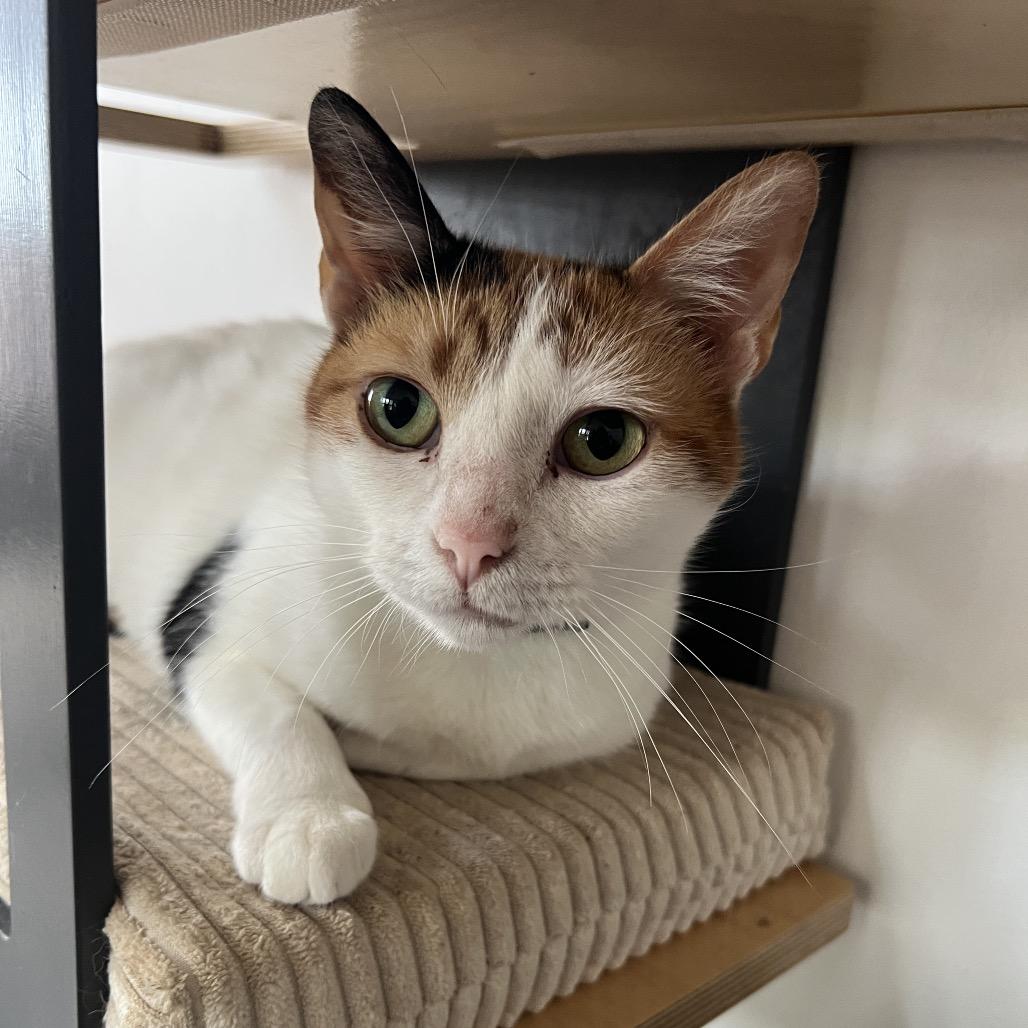 SEQUOIA, a Adoptable Domestic Short Hair in San Antonio, TX image 6/6