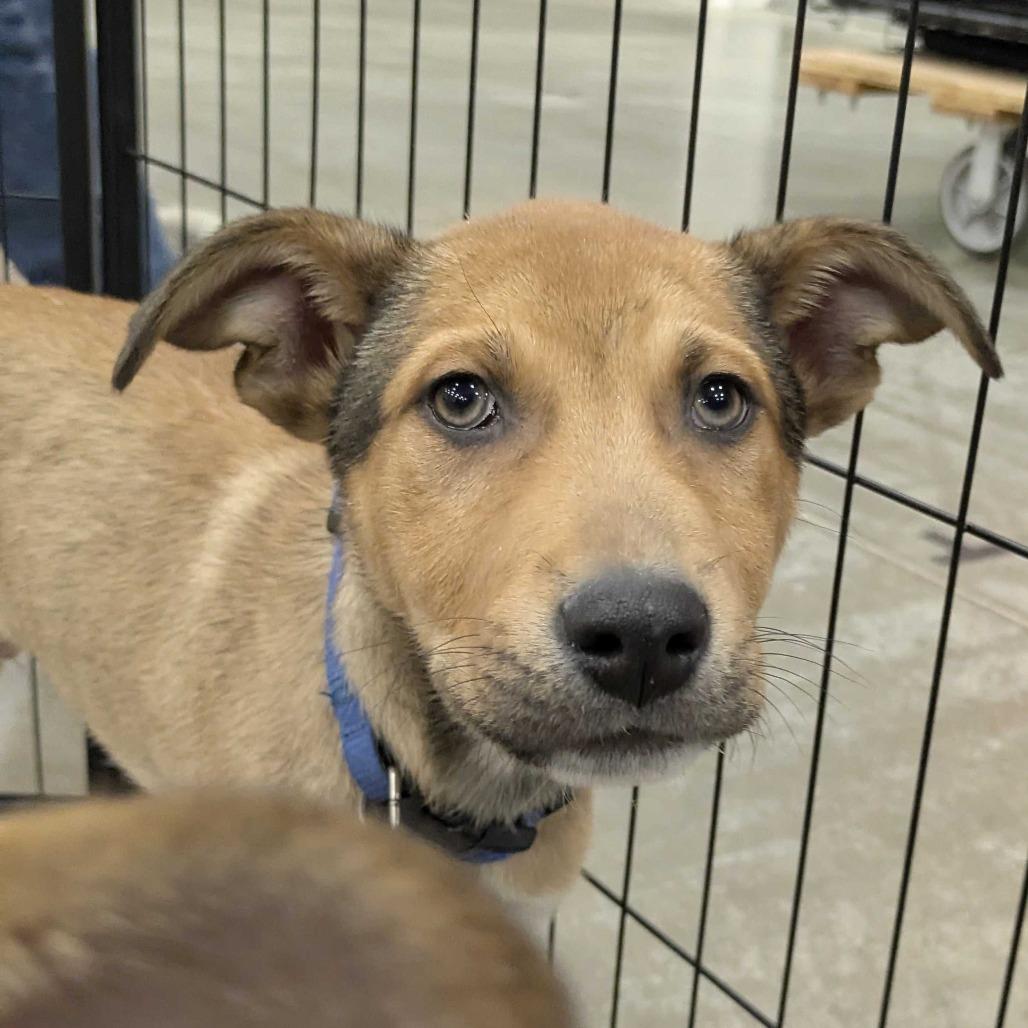 Enlarge Gaten K1, a Adoptable mixed breed in Union, MO image 1/1