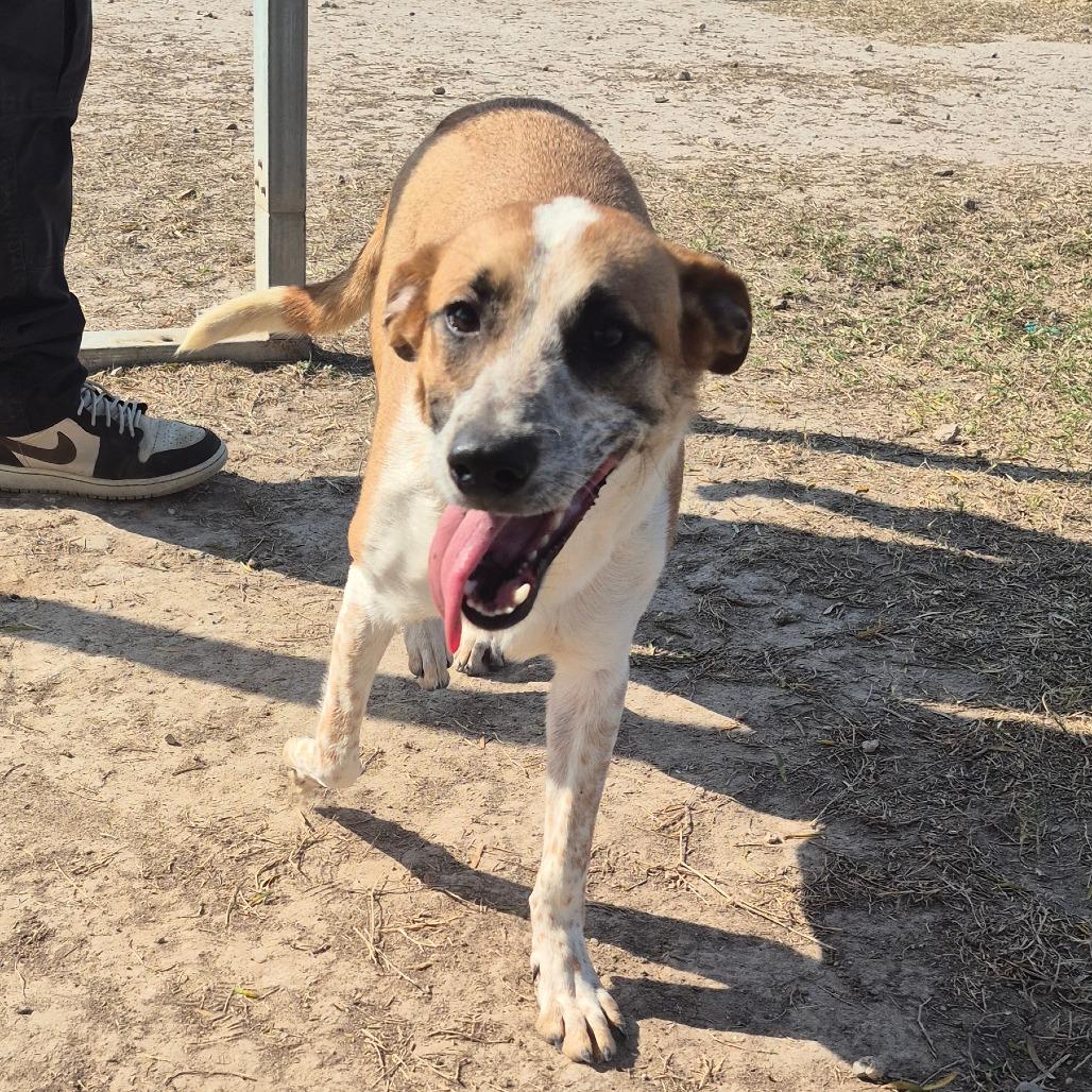 Bruno (Jon), a Adoptable mixed breed in Edinburg, TX image 3/6