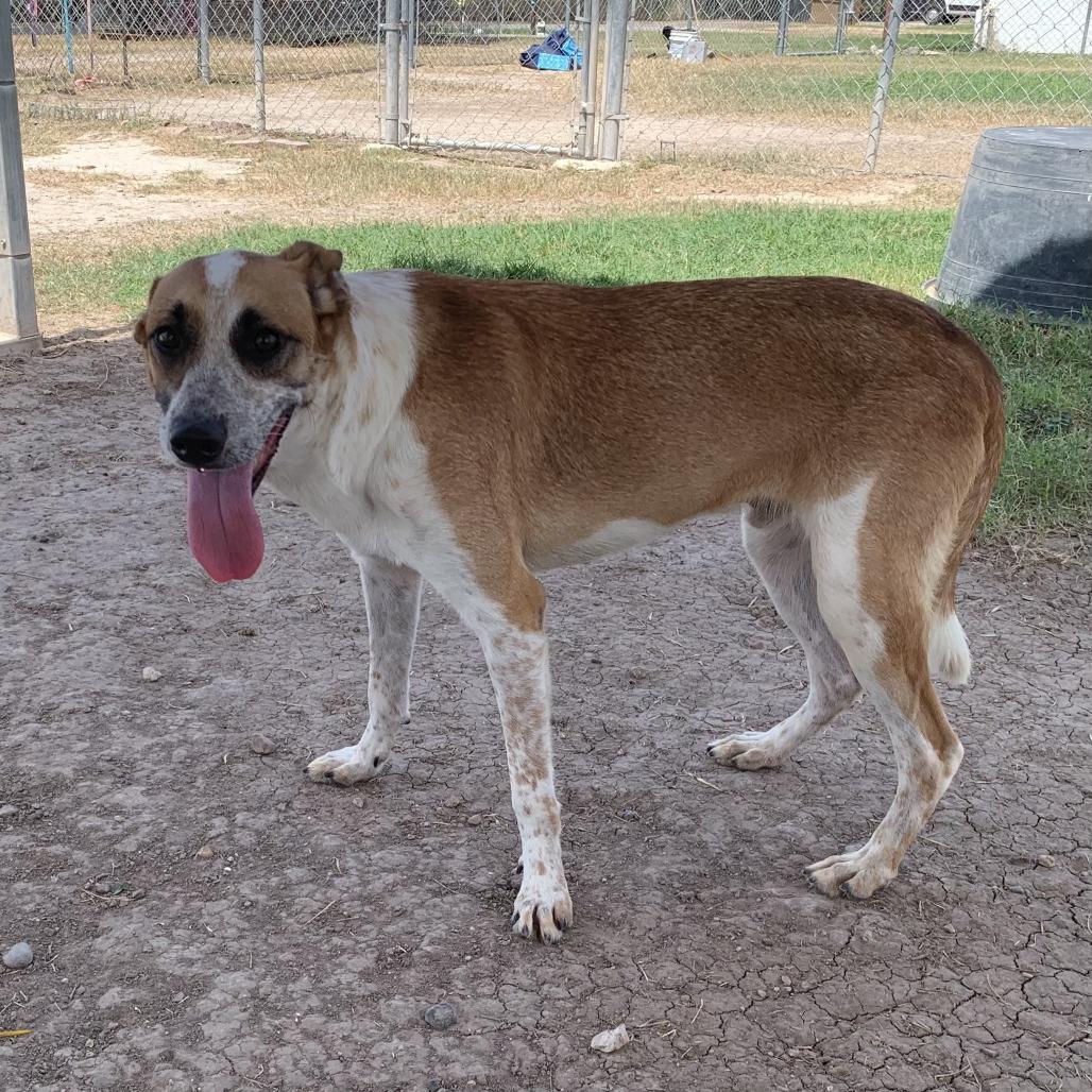 Enlarge Bruno (Jon), a Adoptable mixed breed in Edinburg, TX image 3/6
