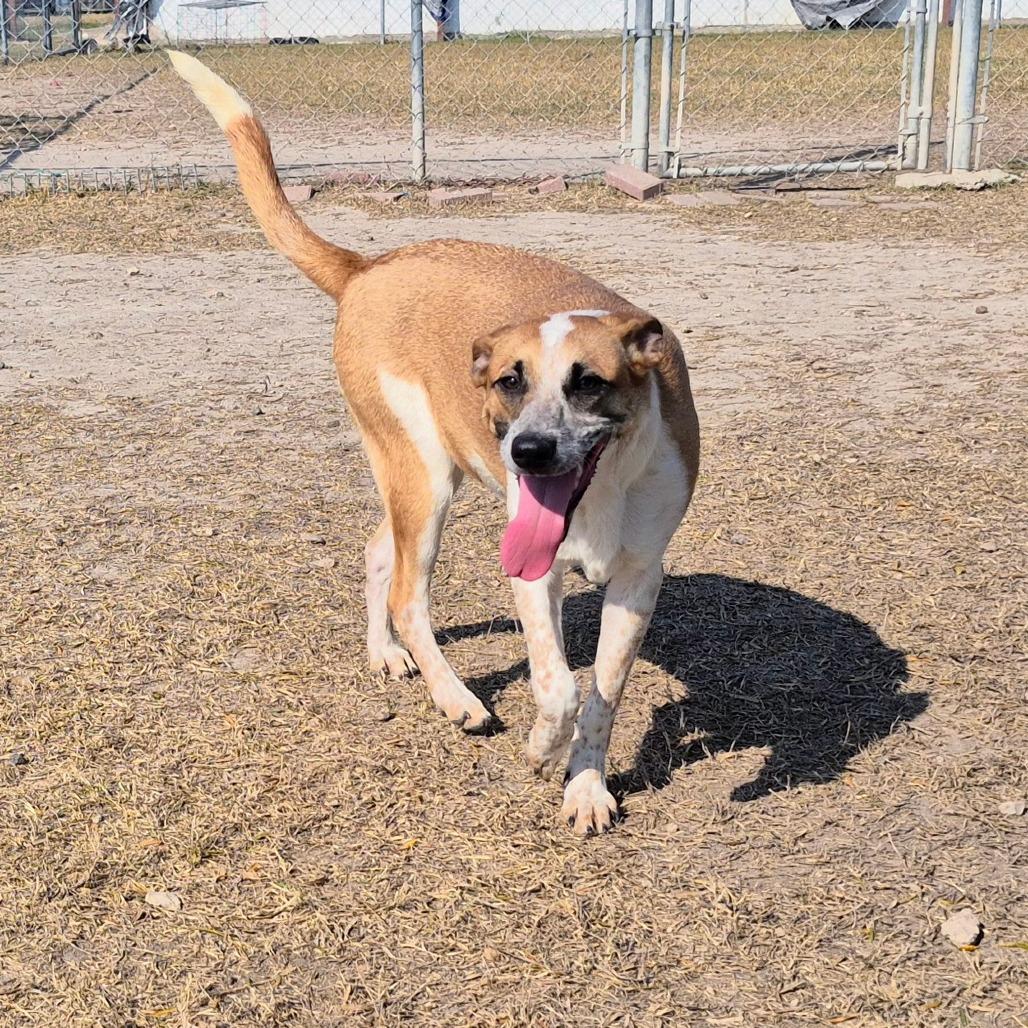 Bruno (Jon), a Adoptable mixed breed in Edinburg, TX image 4/6