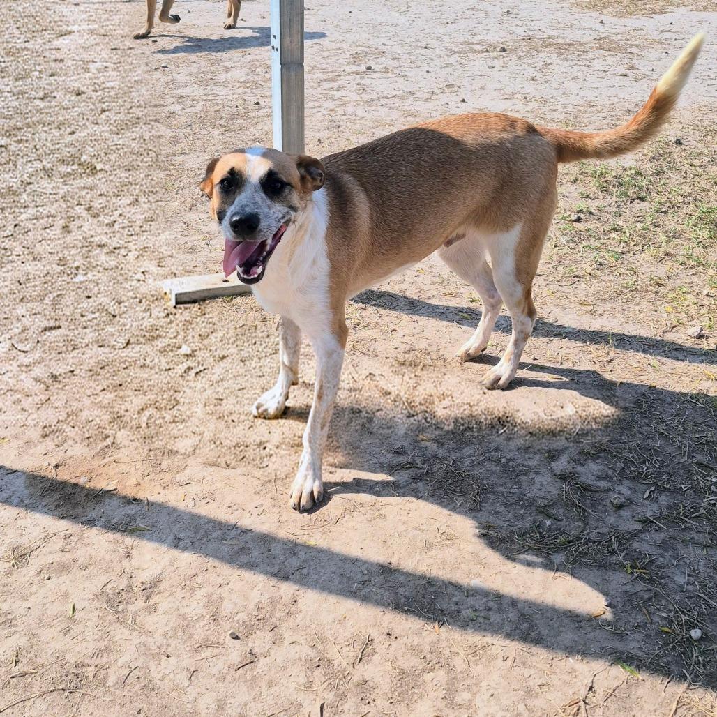 Bruno (Jon), a Adoptable mixed breed in Edinburg, TX image 5/6