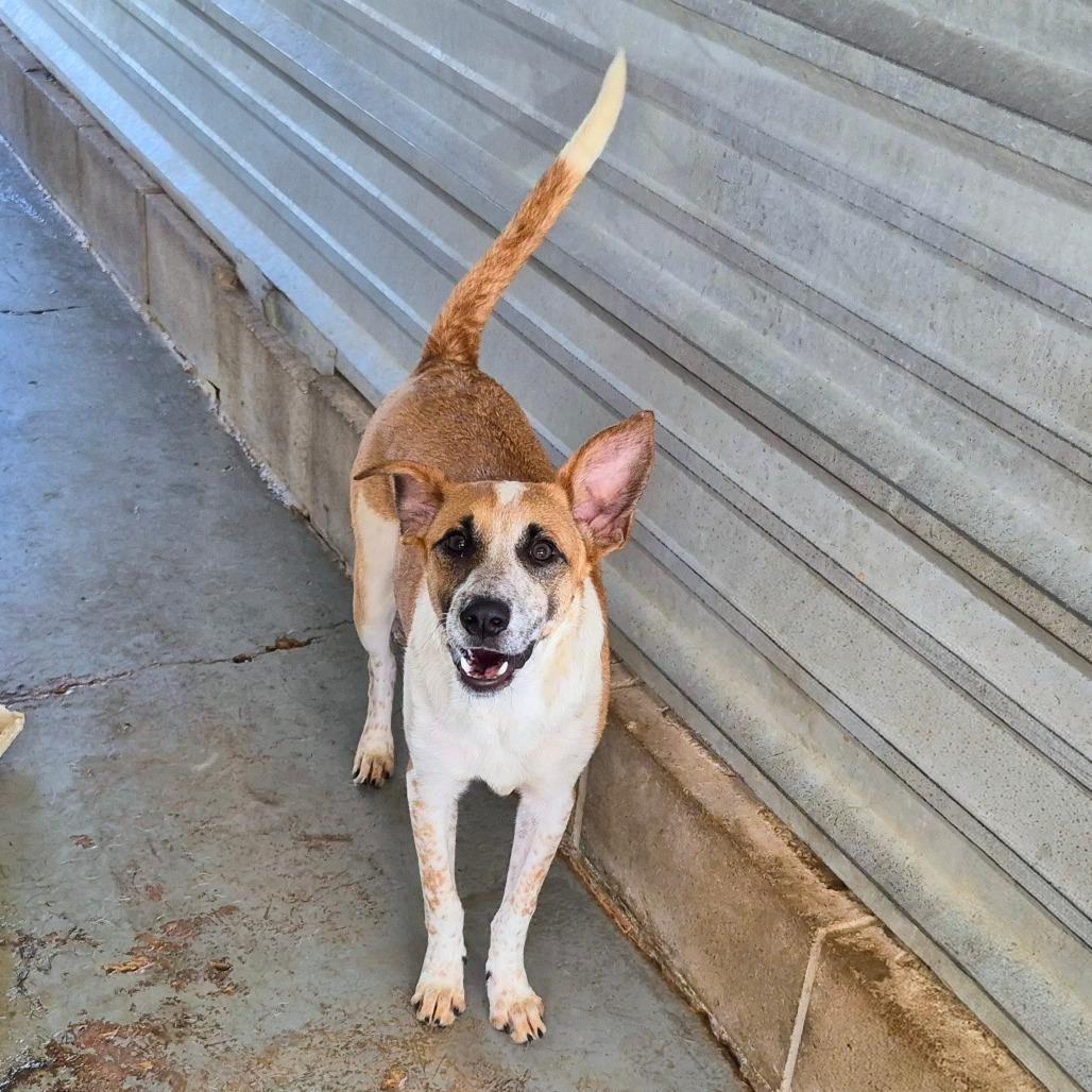 Bruno (Jon), a Adoptable mixed breed in Edinburg, TX image 6/6
