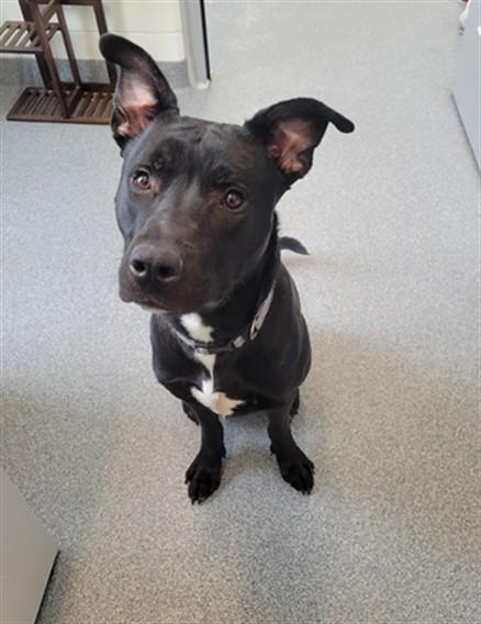 TODD, Adoptable, Young Male Pit Bull Terrier & Mixed Breed.