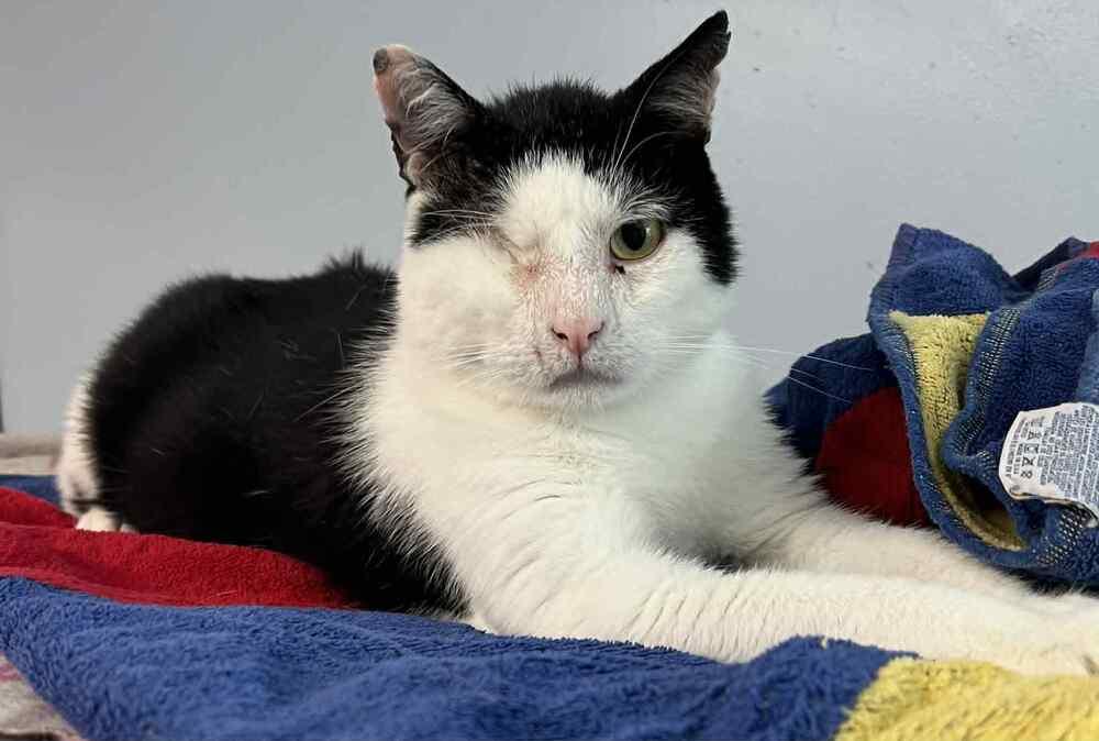 Nerds, Adoptable, Adult Male Domestic Short Hair.