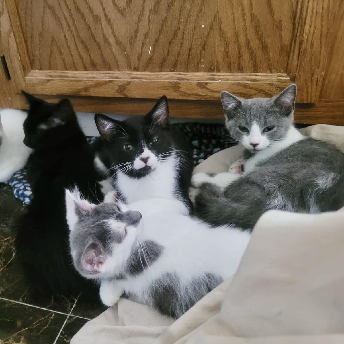 Enlarge Doofenpurrz, a Adoptable Domestic Short Hair in Richmond, VA image 5/5