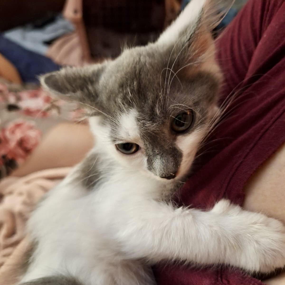 Enlarge Doofenpurrz, a Adoptable Domestic Short Hair in Richmond, VA image 2/5