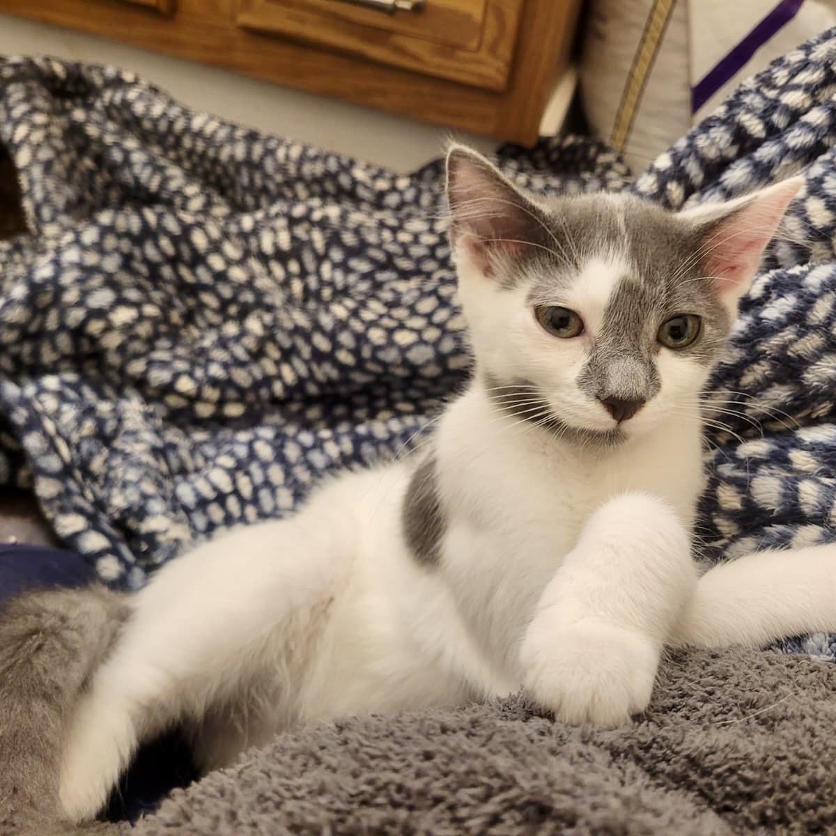 Enlarge Doofenpurrz, a Adoptable Domestic Short Hair in Richmond, VA image 3/5