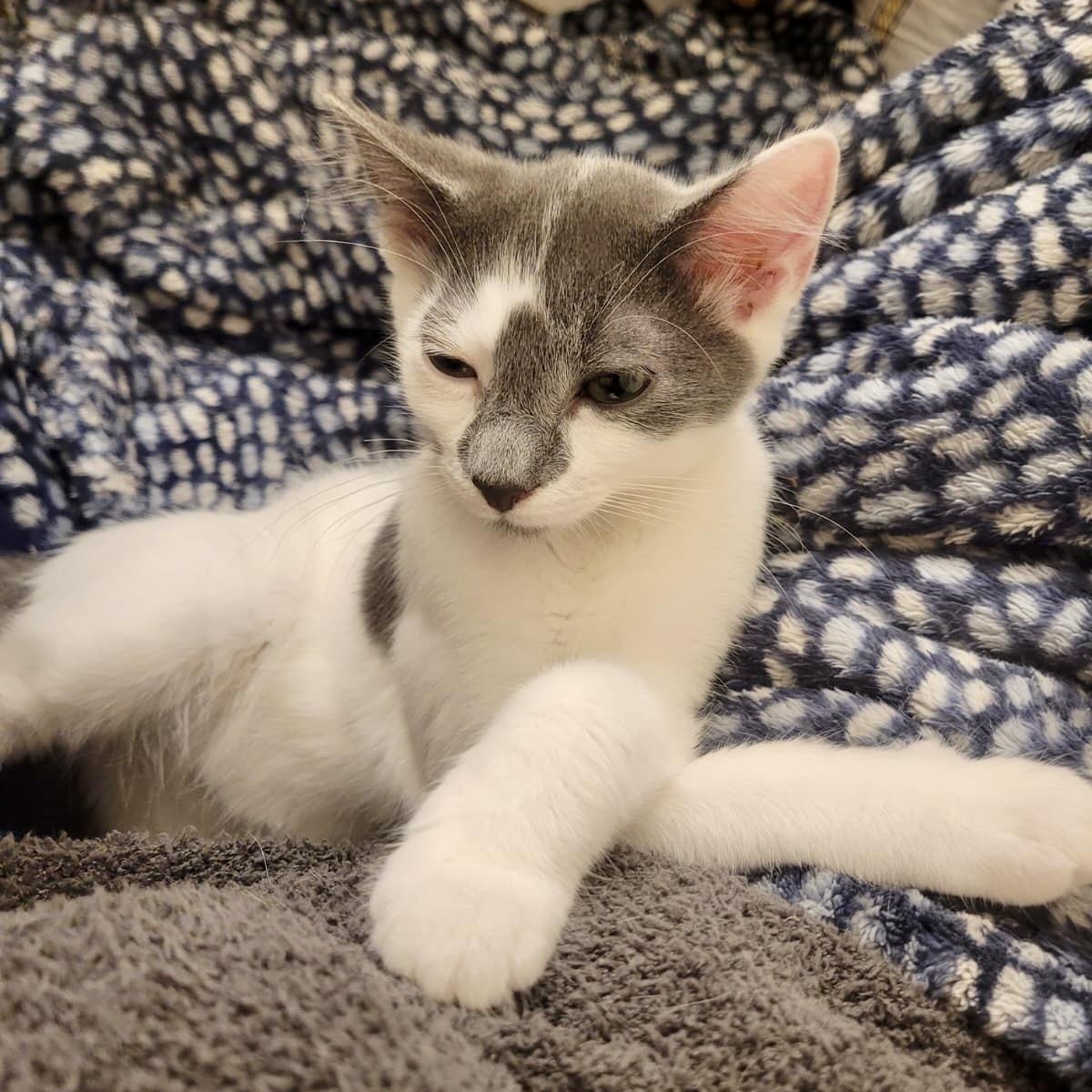 Enlarge Doofenpurrz, a Adoptable Domestic Short Hair in Richmond, VA image 4/5