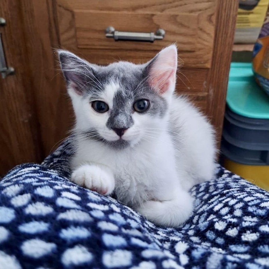 Doofenpurrz, Adoptable, Young Male Domestic Short Hair.