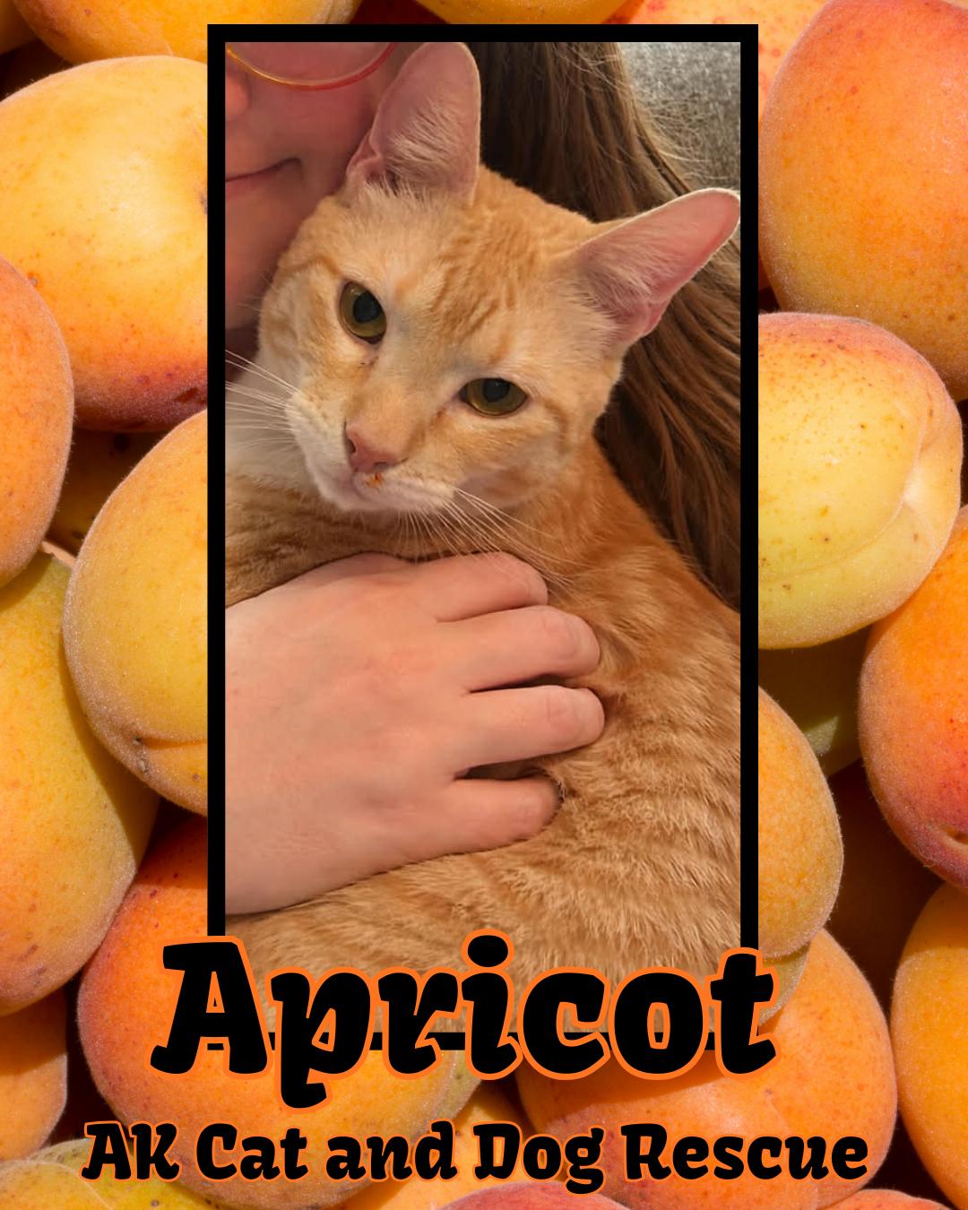 Enlarge Apricot, a Adoptable mixed breed in Wasilla, AK image 2/2