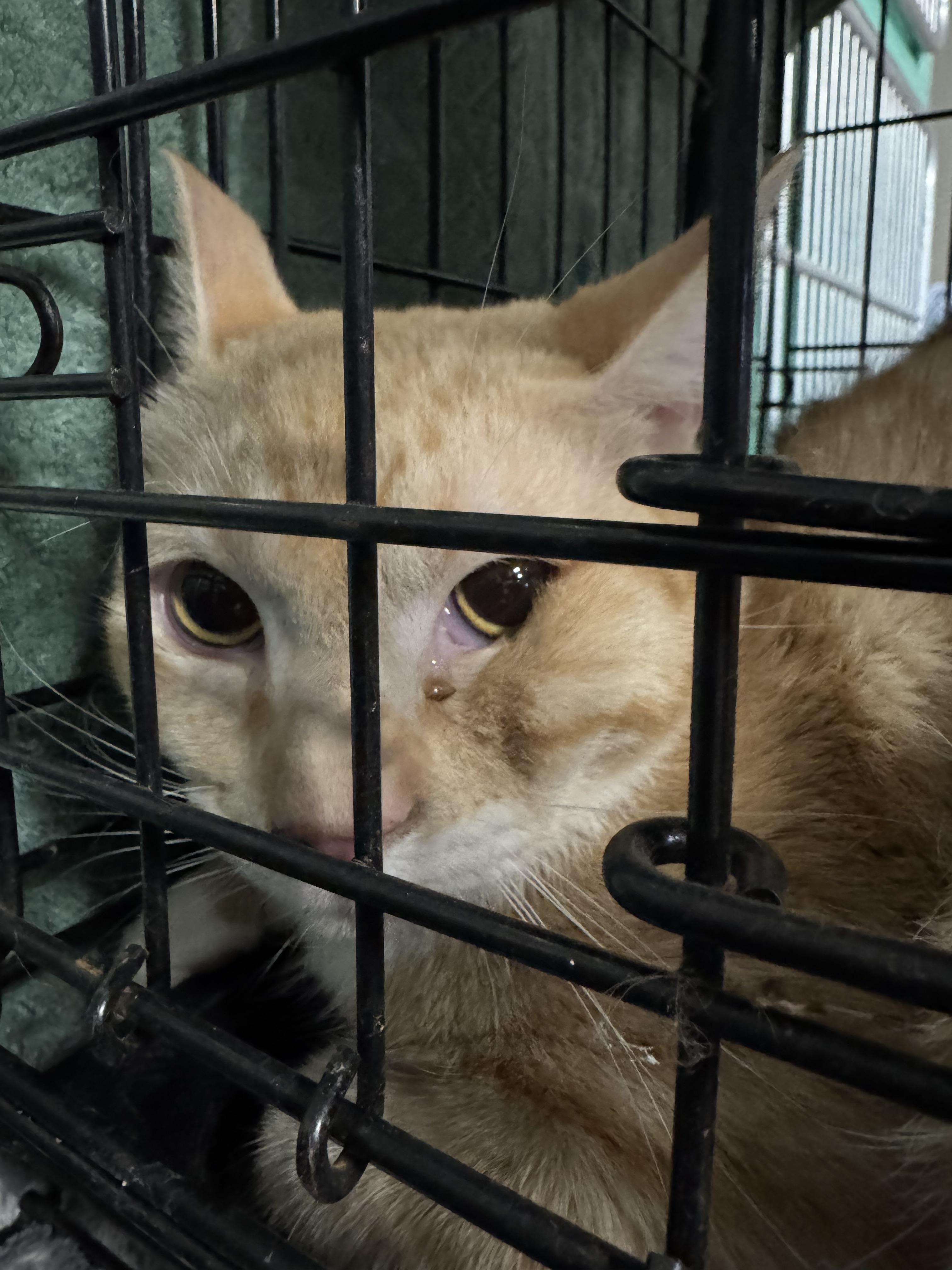 Enlarge Apricot, a Adoptable mixed breed in Wasilla, AK image 2/2