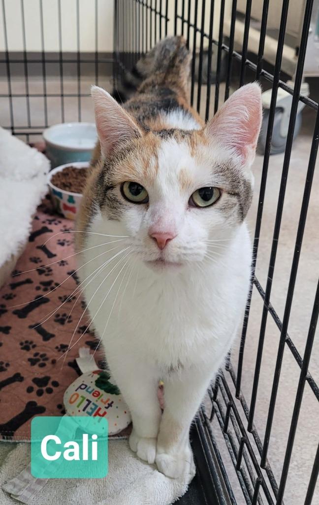 Enlarge Cali, a Adoptable mixed breed in Richmond, IN image 1/2