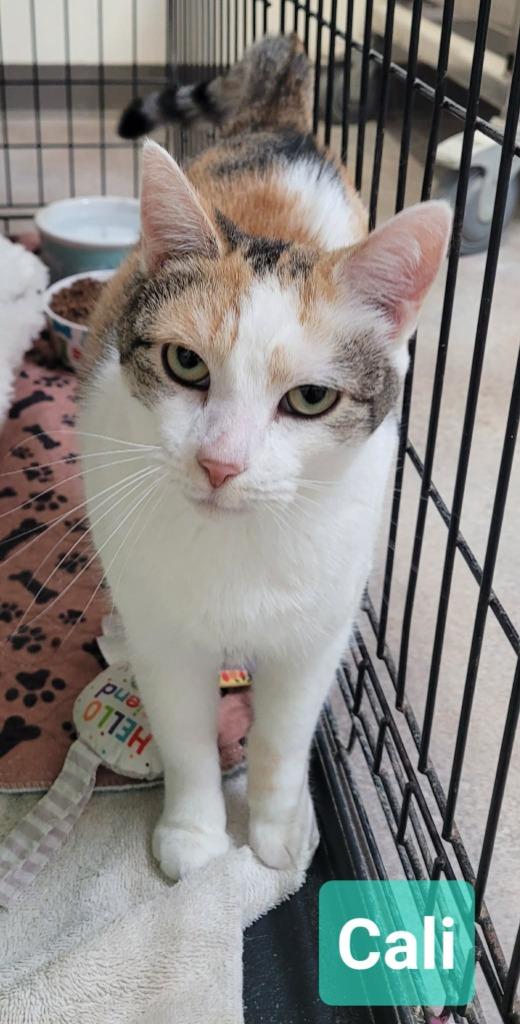 Enlarge Cali, a Adoptable mixed breed in Richmond, IN image 2/2