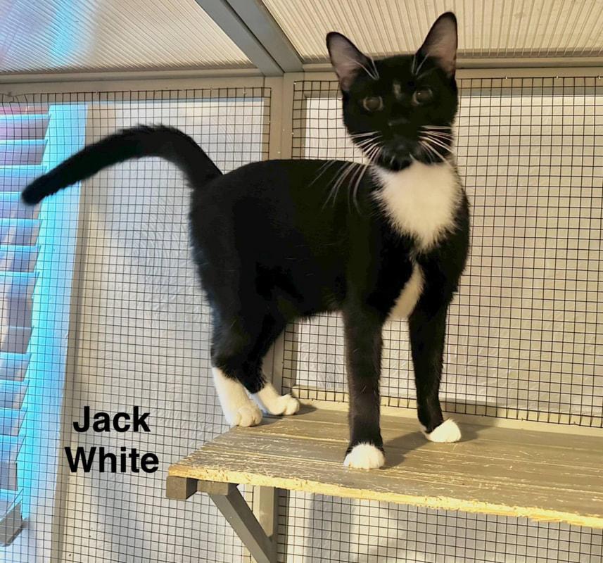 Jack White, a Adoptable Domestic Short Hair in Kalamazoo, MI image 2/4