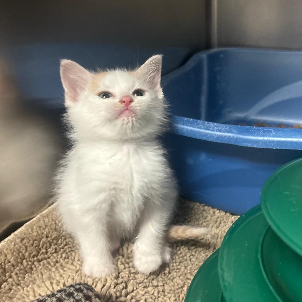 Othello, Adoptable, Kitten Male Domestic Short Hair.