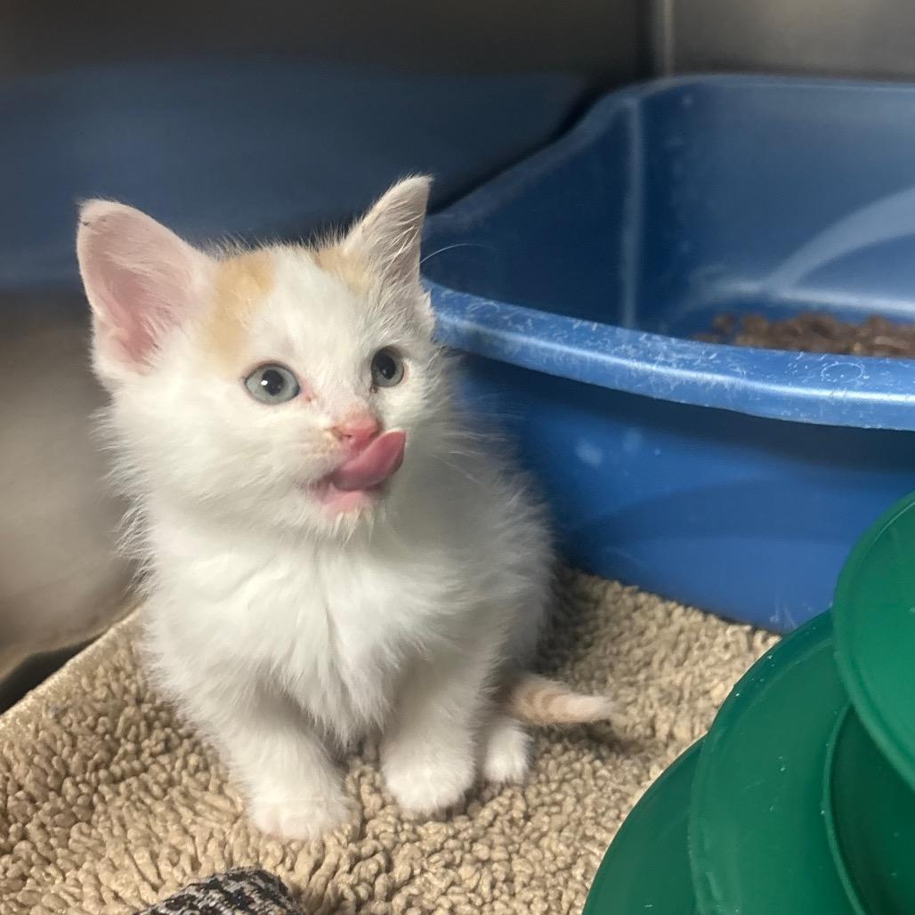 Enlarge Othello, a Adoptable Domestic Short Hair in Canastota, NY image 2/6