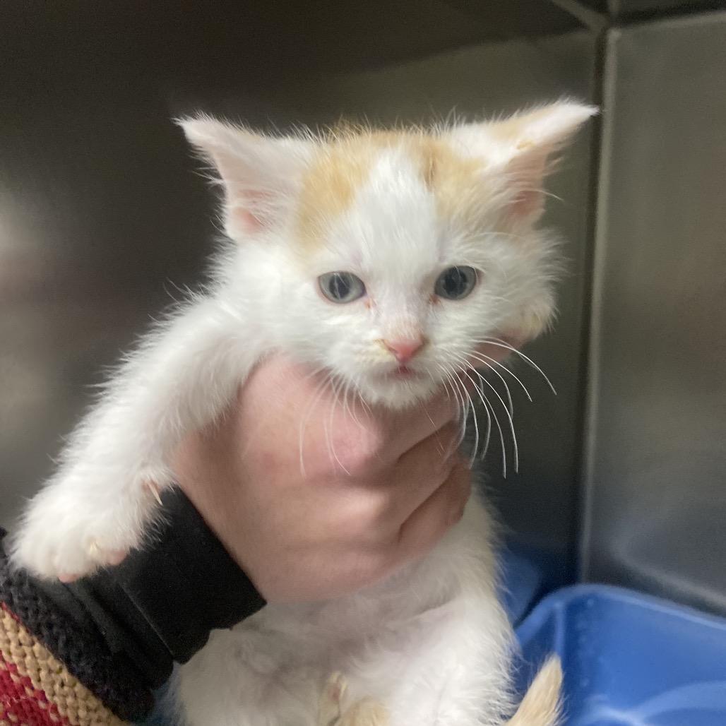 Enlarge Othello, a Adoptable Domestic Short Hair in Canastota, NY image 3/6