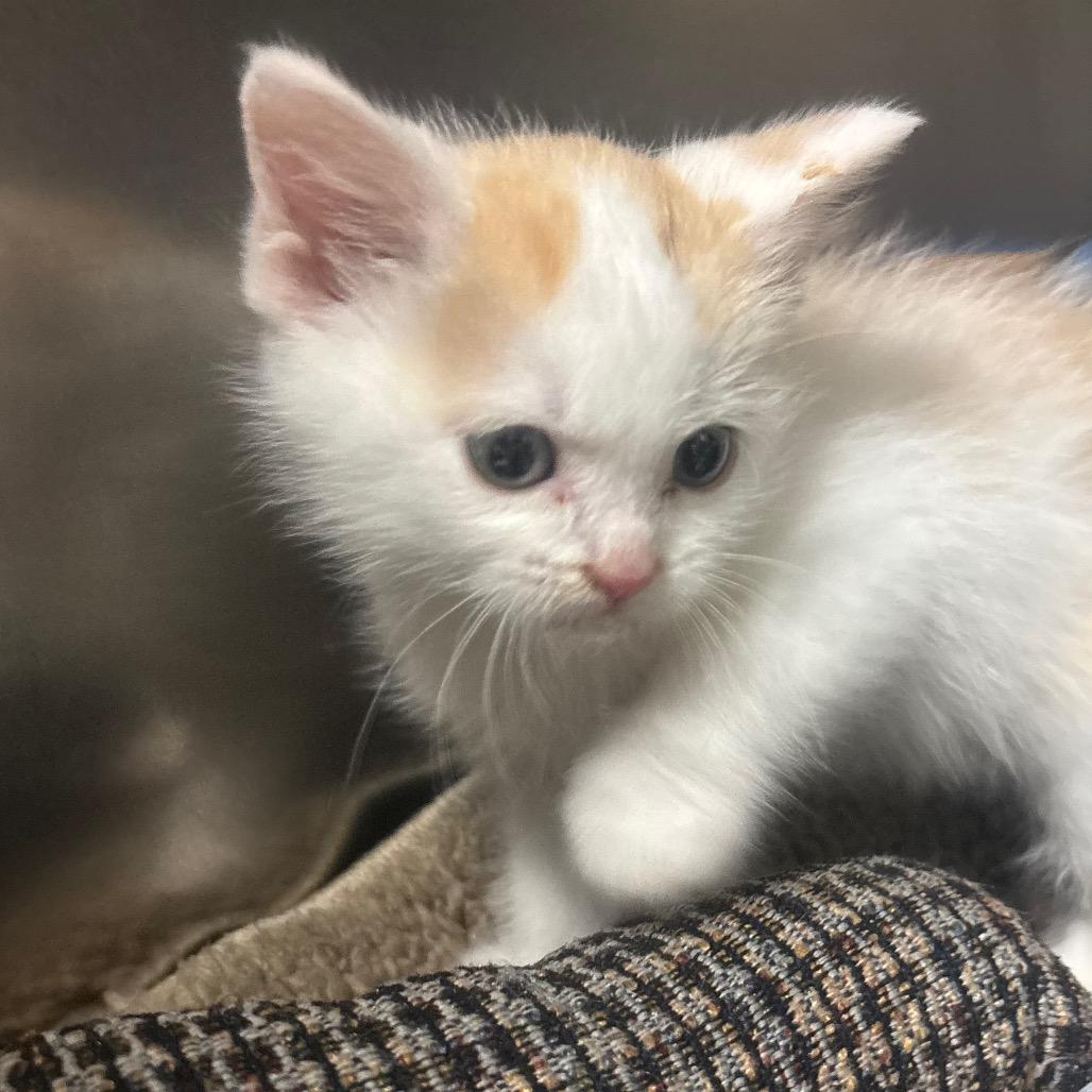 Enlarge Othello, a Adoptable Domestic Short Hair in Canastota, NY image 4/6