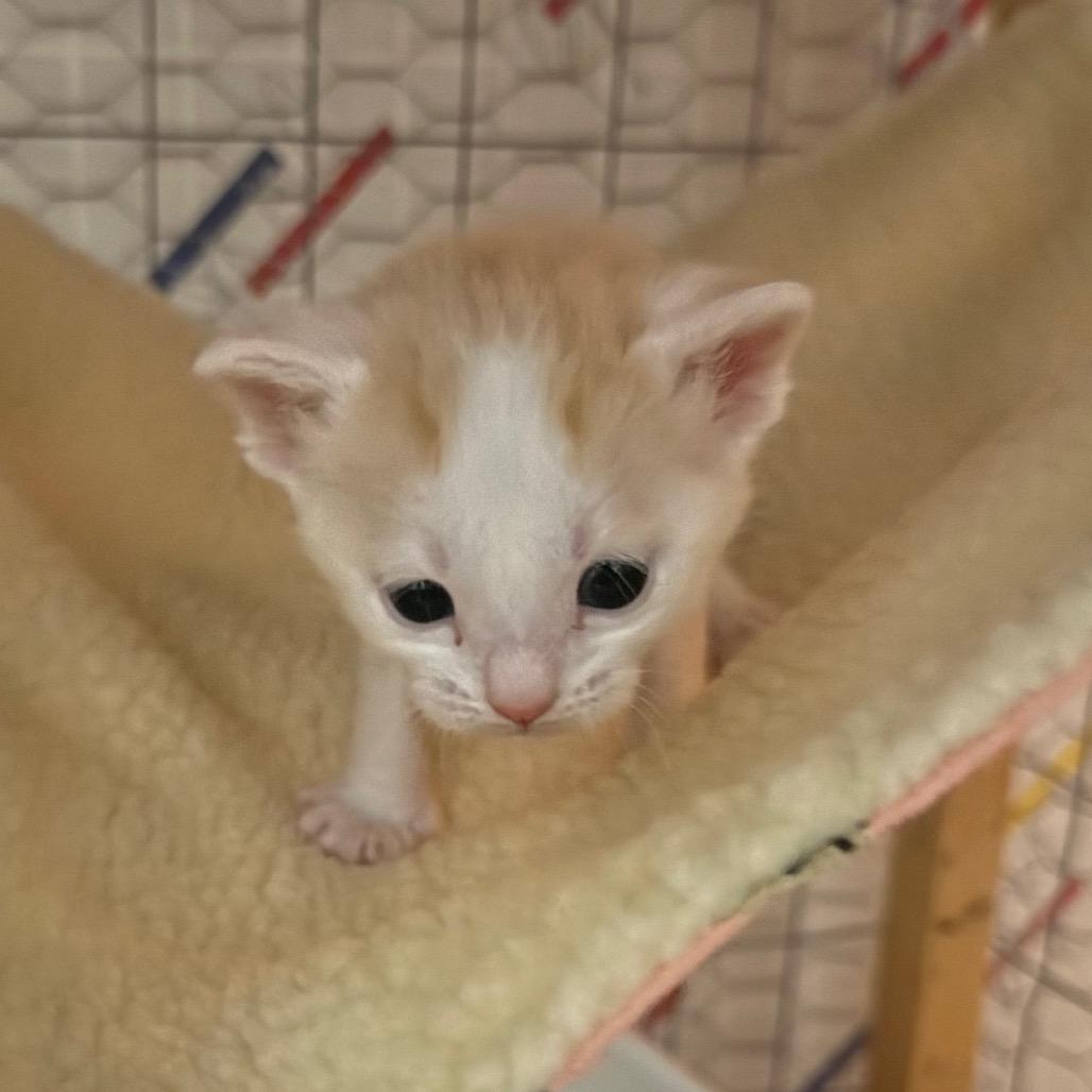 Enlarge Othello, a Adoptable Domestic Short Hair in Canastota, NY image 5/6