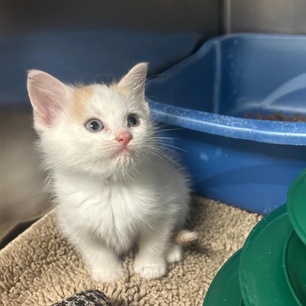Enlarge Othello, a Adoptable Domestic Short Hair in Canastota, NY image 6/6