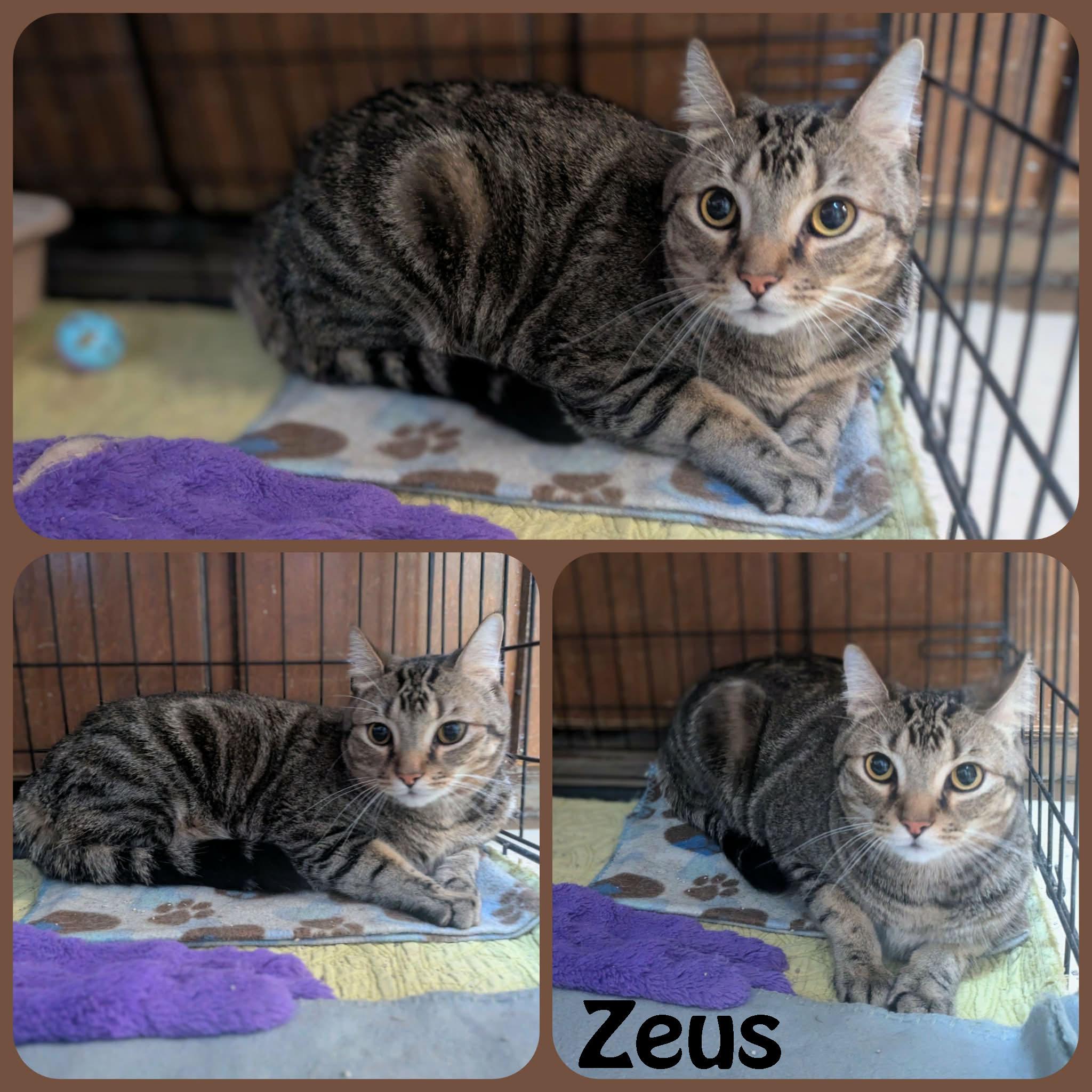 Zeus, a ADOPTABLE mixed breed in Ozark, AL image 2/4