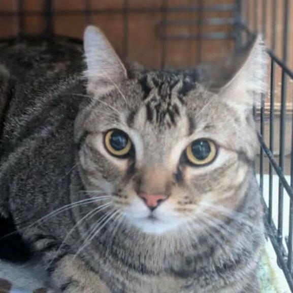 Zeus, ADOPTABLE, Adult Male Domestic Medium Hair & Domestic Short Hair.