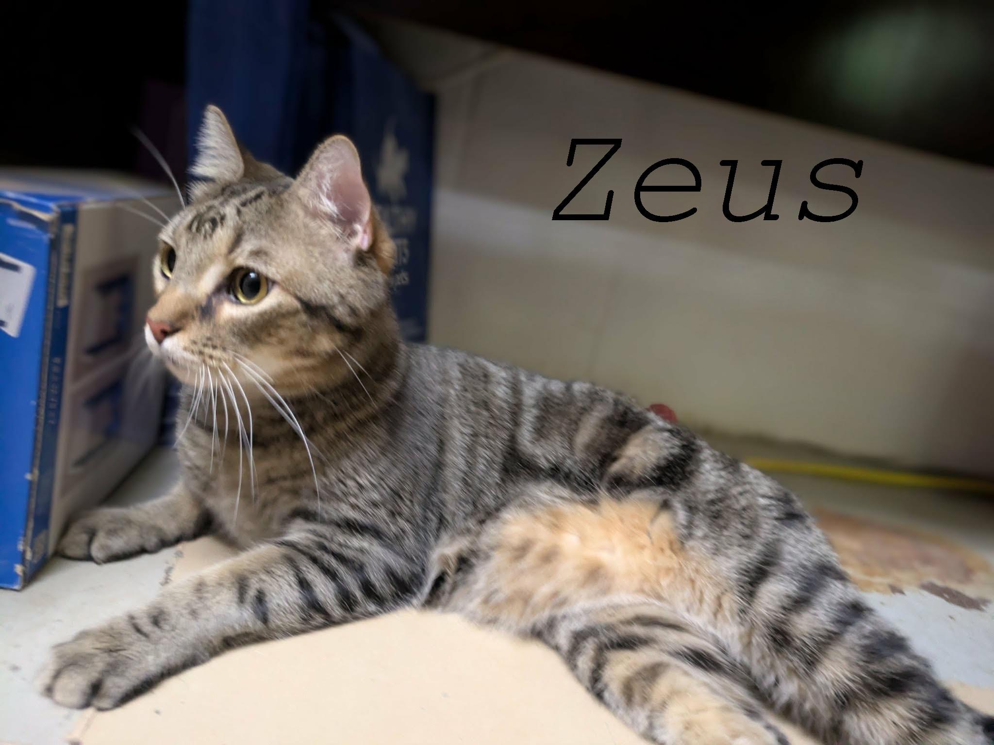 Zeus, a ADOPTABLE mixed breed in Ozark, AL image 4/4