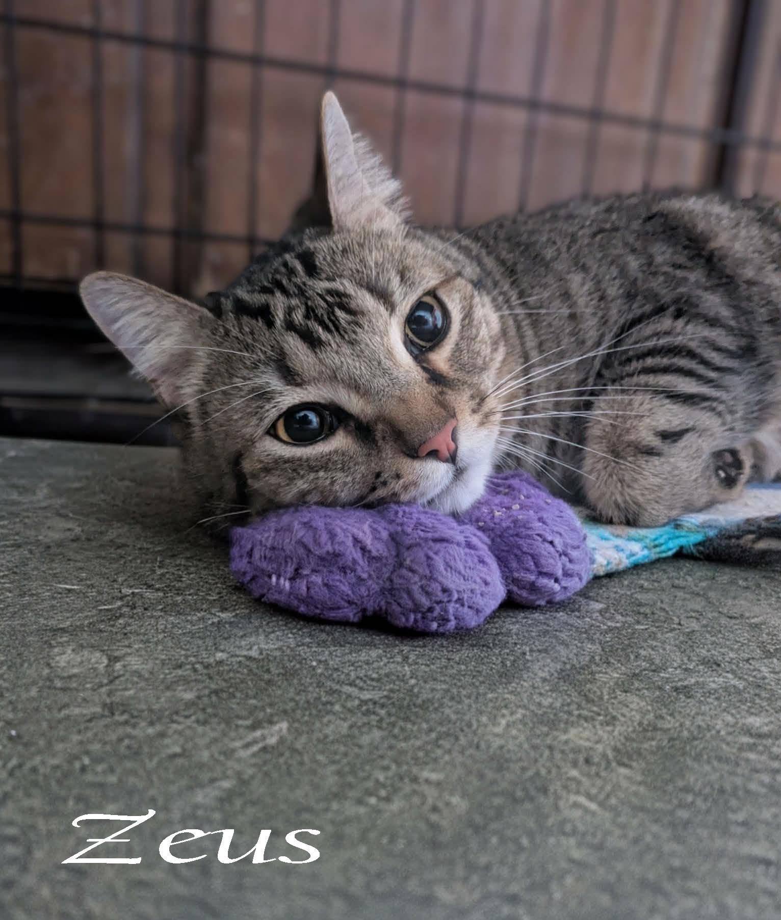 Zeus, a ADOPTABLE mixed breed in Ozark, AL image 3/4