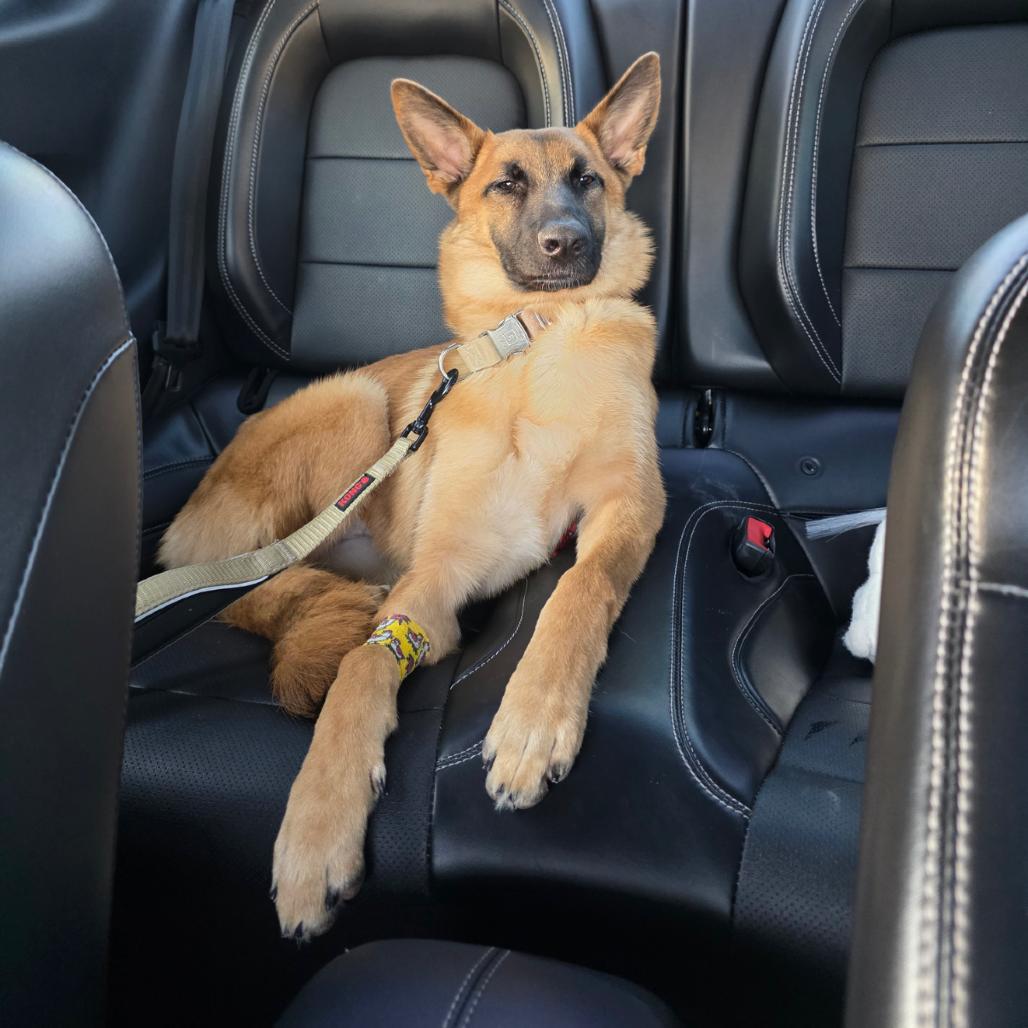 Enlarge Latte, a Adoptable German Shepherd Dog in Cartersville, GA image 2/2