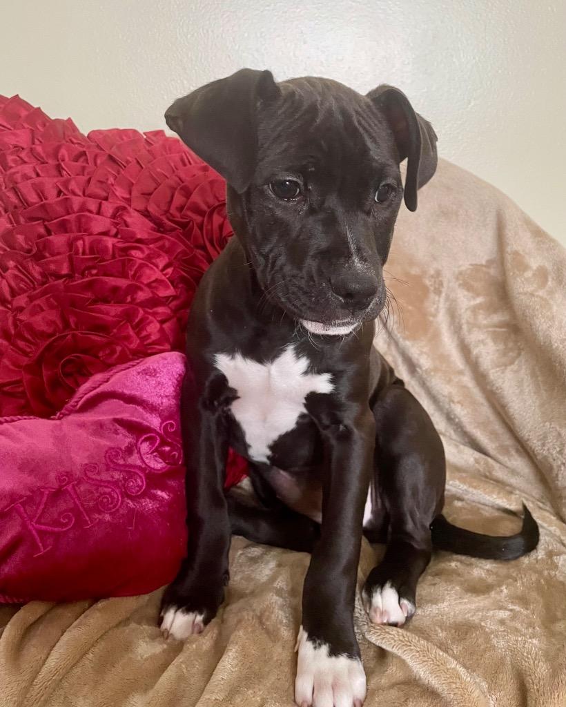 Jelly Bean, a Adoptable mixed breed in Decatur, IN image 1/4