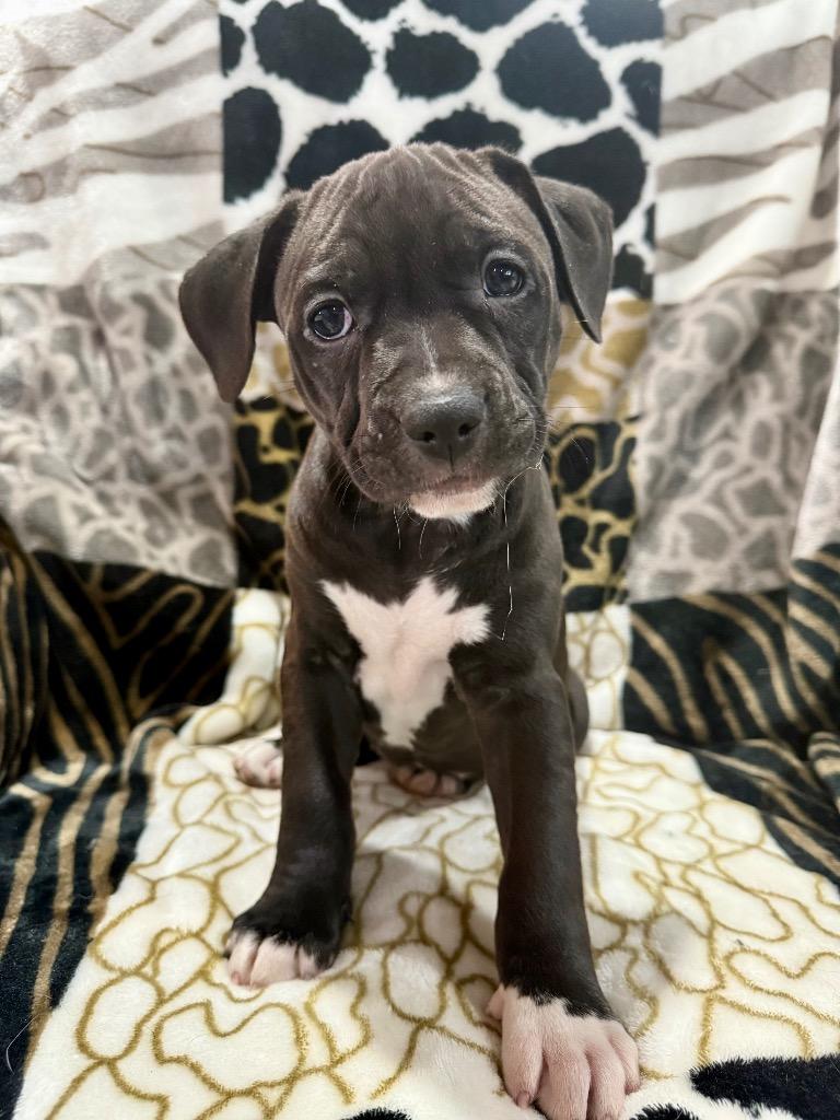 Jelly Bean, a Adoptable mixed breed in Decatur, IN image 2/4