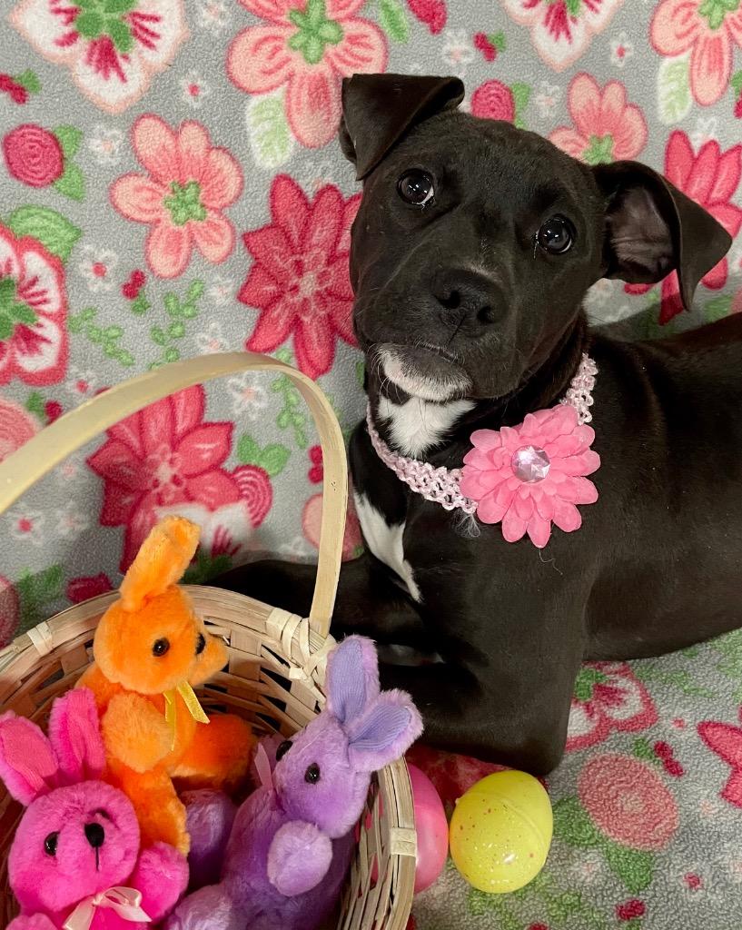 Jelly Bean, a Adoptable mixed breed in Decatur, IN image 4/6