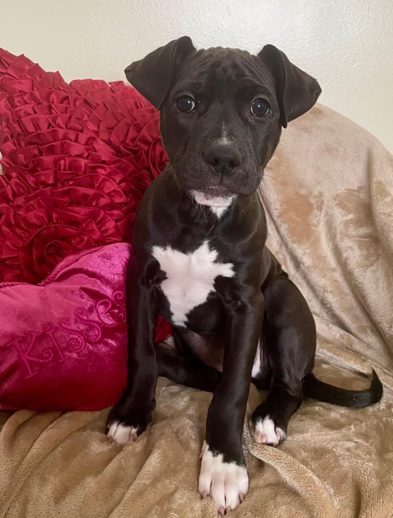 Jelly Bean, a Adoptable mixed breed in Decatur, IN image 4/4