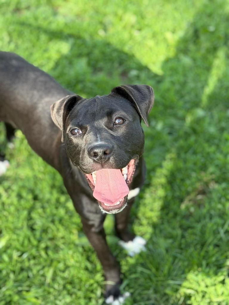 Enlarge Jelly Bean, a Adoptable mixed breed in Decatur, IN image 5/6