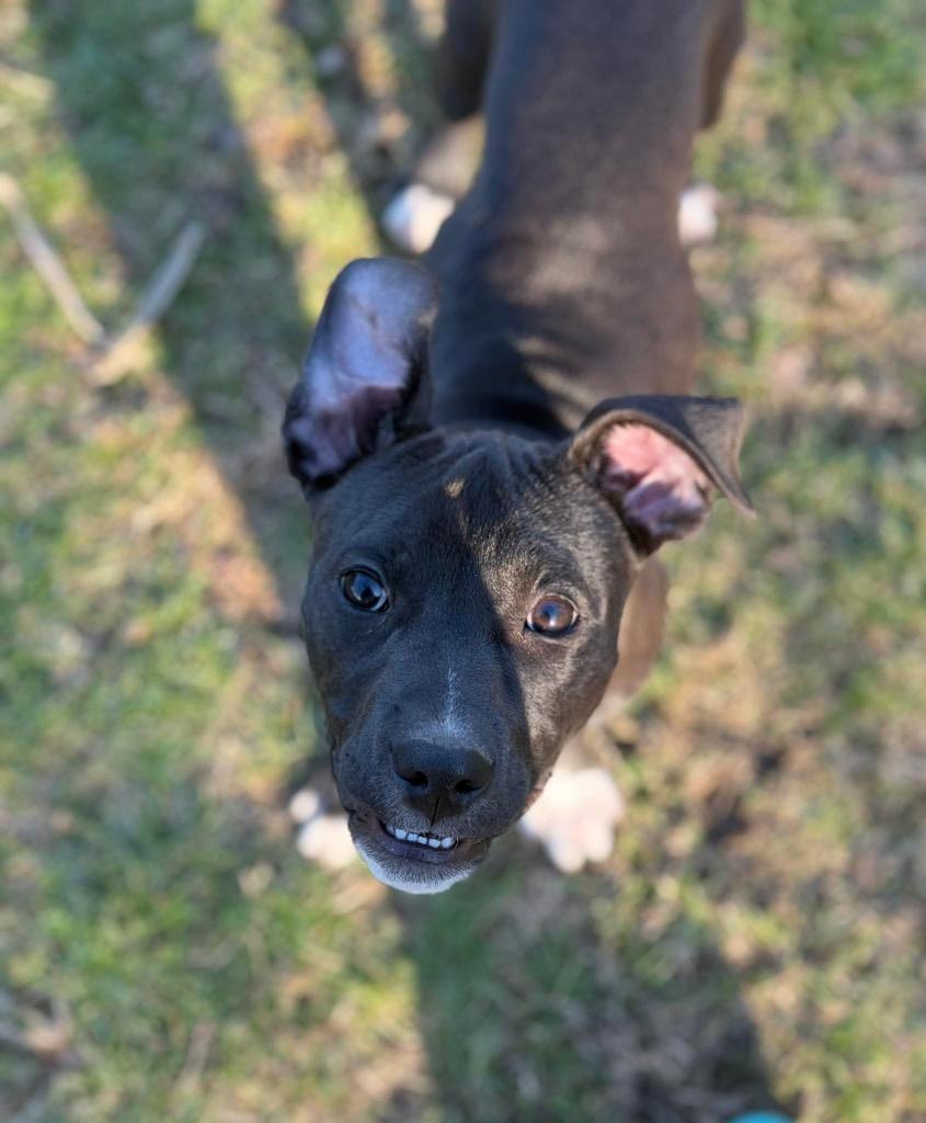 Jelly Bean, a Adoptable mixed breed in Decatur, IN image 6/6