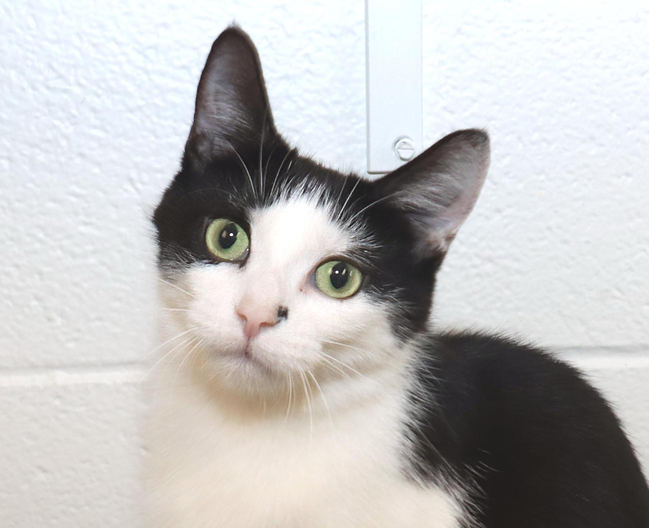 Marti, Adoptable, Young Female Domestic Short Hair.