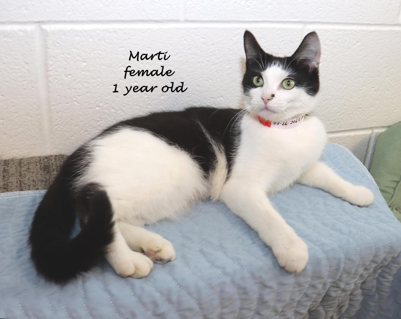 Enlarge Marti, a Adoptable Domestic Short Hair in Euclid, OH image 2/5