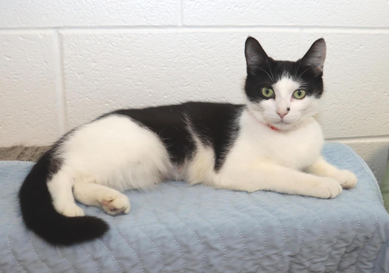 Enlarge Marti, a Adoptable Domestic Short Hair in Euclid, OH image 4/5